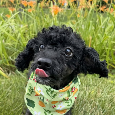 Stella, photo 3
