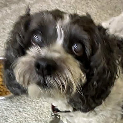 Daisy, photo 6