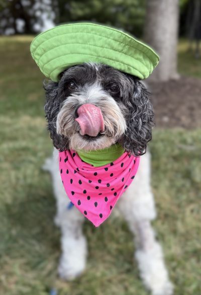 Daisy, photo 3