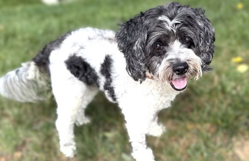 Daisy, photo 4