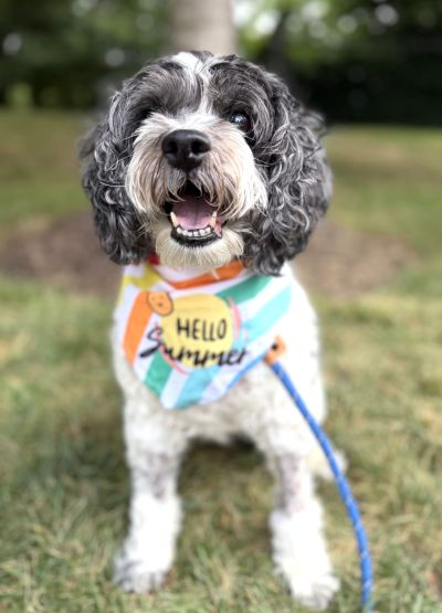 Daisy, photo 5