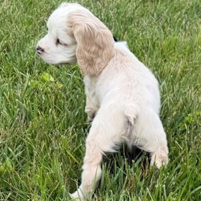 Bubba Bear photo 7
