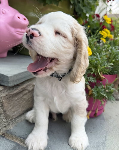 Bubba Bear photo 4