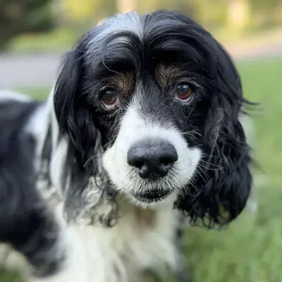 Hank - Cocker Spaniel