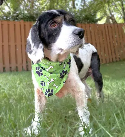 Hank image 2