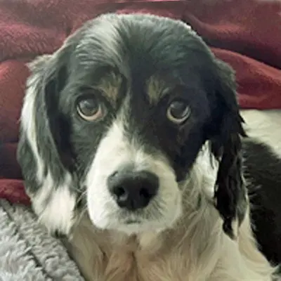 Hank - Cocker Spaniel