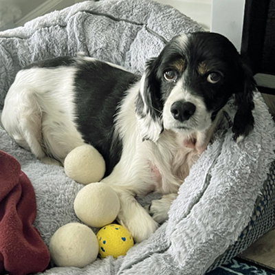 Hank, photo 4