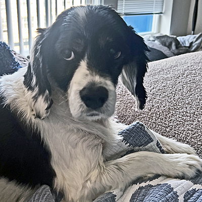 Hank, photo 8