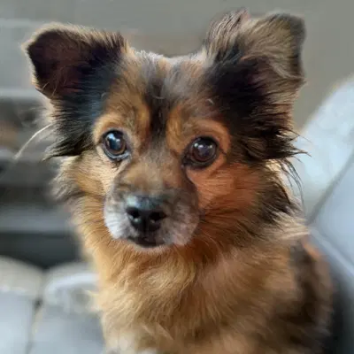 Boyd - Pomeranian