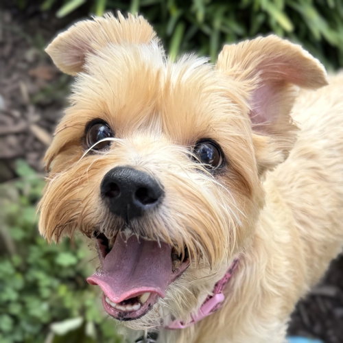 Lucy, a dog for adoption from Oldies But Goodies Cocker Rescue, Inc