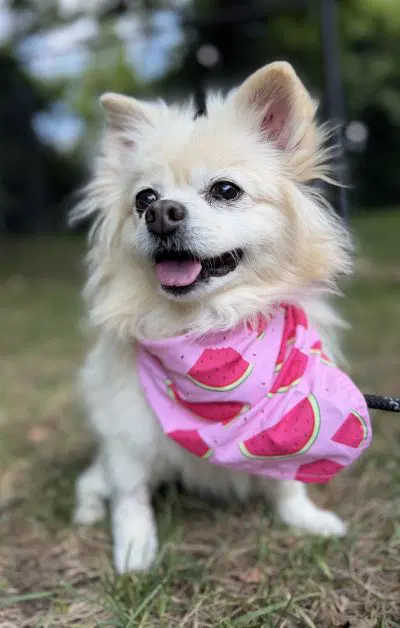 Lilly image 2