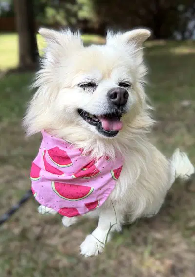 Lilly image 4