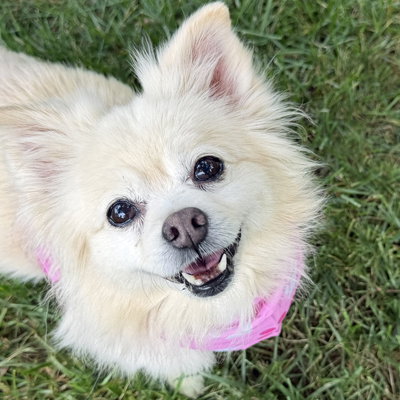 picture of the dog needing adoption