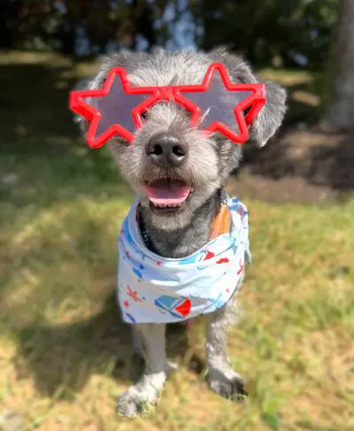 Oreo image 2