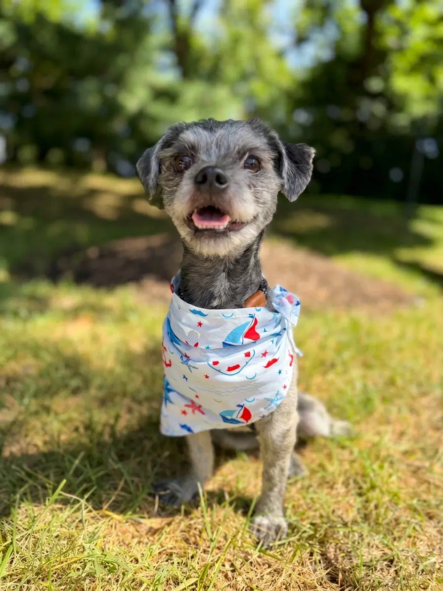 Oreo image 4