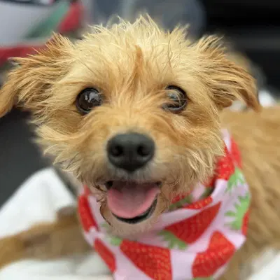 Dolly - Terrier