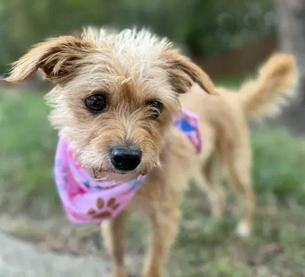 Dolly image 2