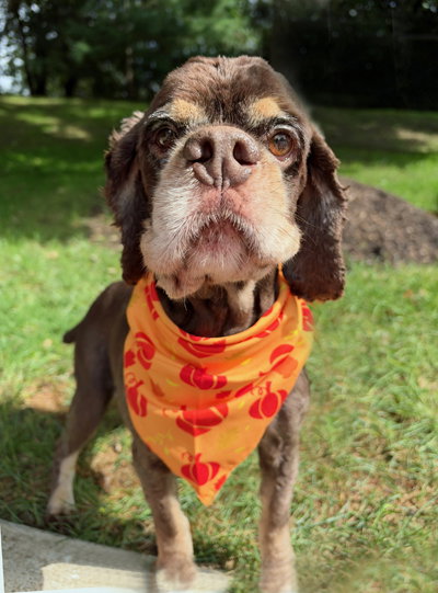Photo 4 of Chip