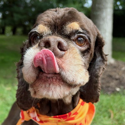 Chip, a dog for adoption from Oldies But Goodies Cocker Rescue, Inc