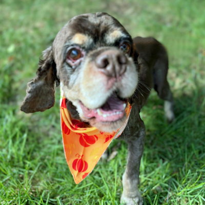 Photo 5 of Chip