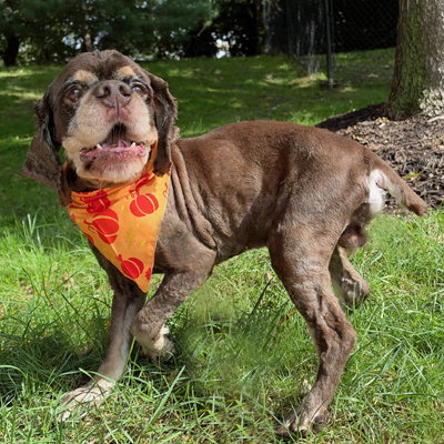 Photo 2 of Chip