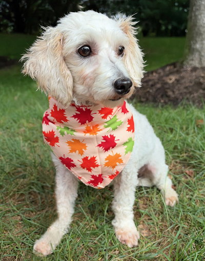 Photo 5 of Barnaby