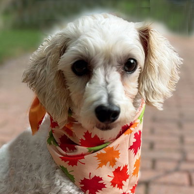 Barnaby, Maltese