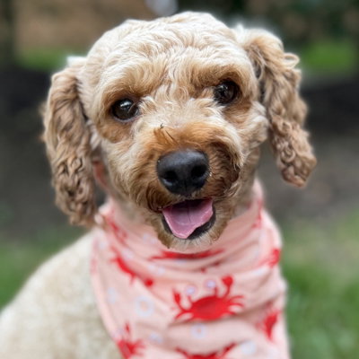 Oliver, Poodle (unknown type)