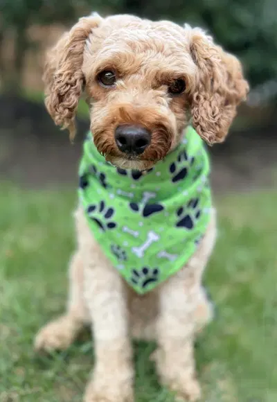 Oliver image 2