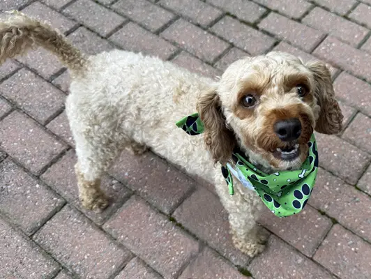 Oliver image 4