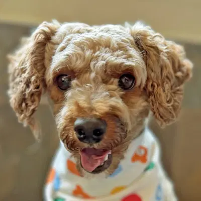 Oliver - Poodle (unknown type)