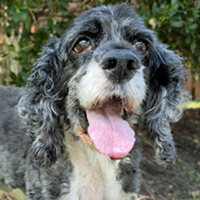 Angel, a dog for adoption from Oldies But Goodies Cocker Rescue, Inc