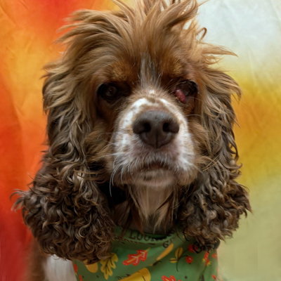 Hazel, photo 6