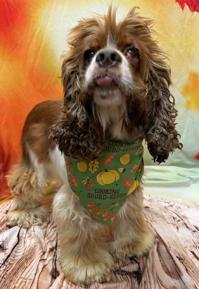 Hazel, photo 2
