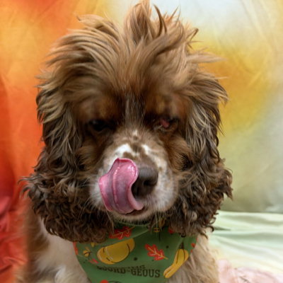 Hazel, photo 3