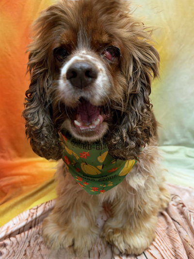 Hazel, photo 8