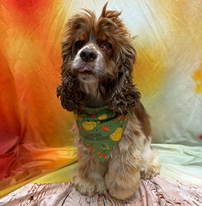 Hazel, photo 5