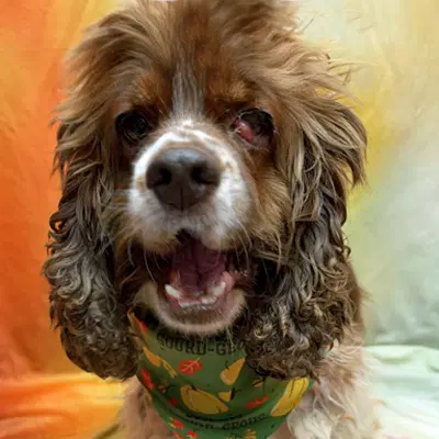 Hazel - Cocker Spaniel