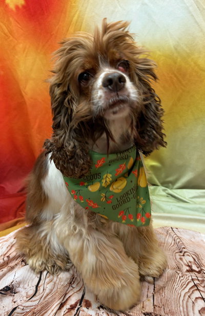 Hazel, photo 4