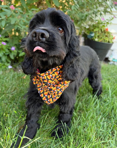 Ember, photo 2