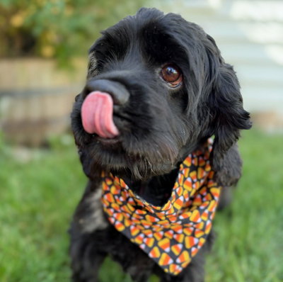 Ember, photo 5