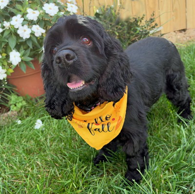Ember, photo 8