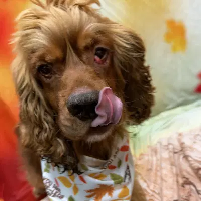 Arlow - Cocker Spaniel