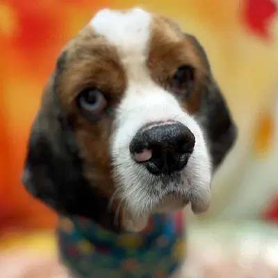 Roux - Cocker Spaniel