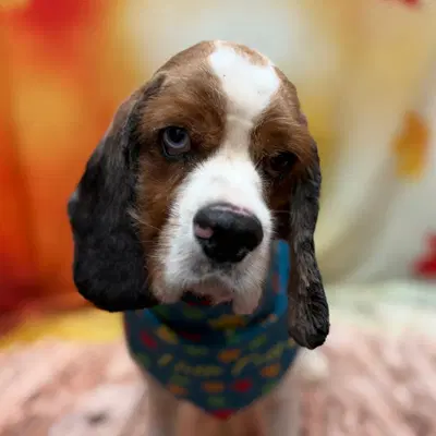 Roux image 4
