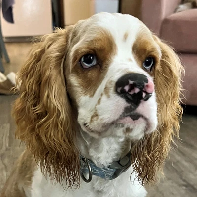Tucker