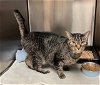 adoptable Cat in norco, , CA named FIN