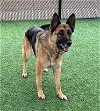 adoptable Dog in norco, , CA named WHINNY
