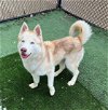 adoptable Dog in norco, , CA named SPIRIT