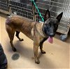 adoptable Dog in norco, , CA named MOOSE